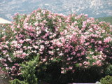 PICT0122
