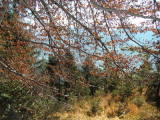 pict0001